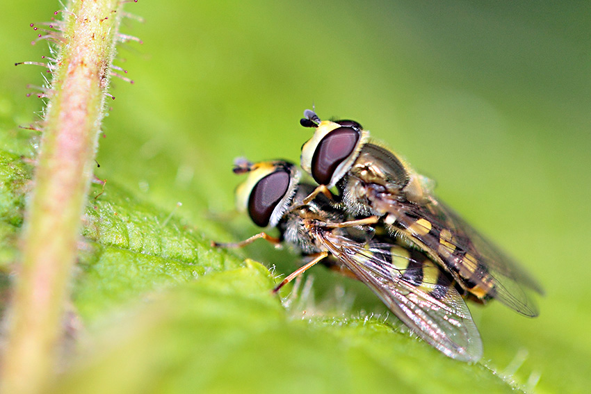 Syrphidae da identificare